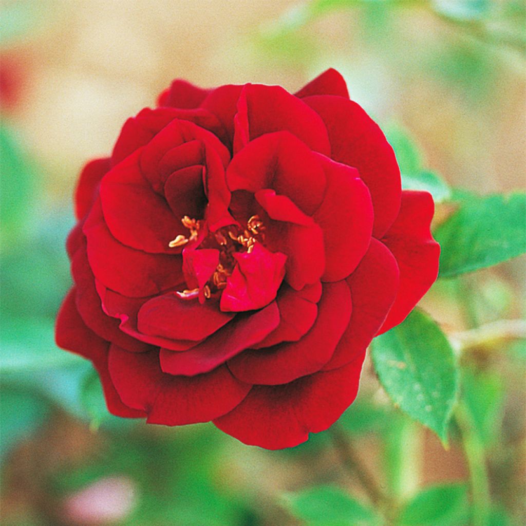Rosa (x) chinensis Louis XIV