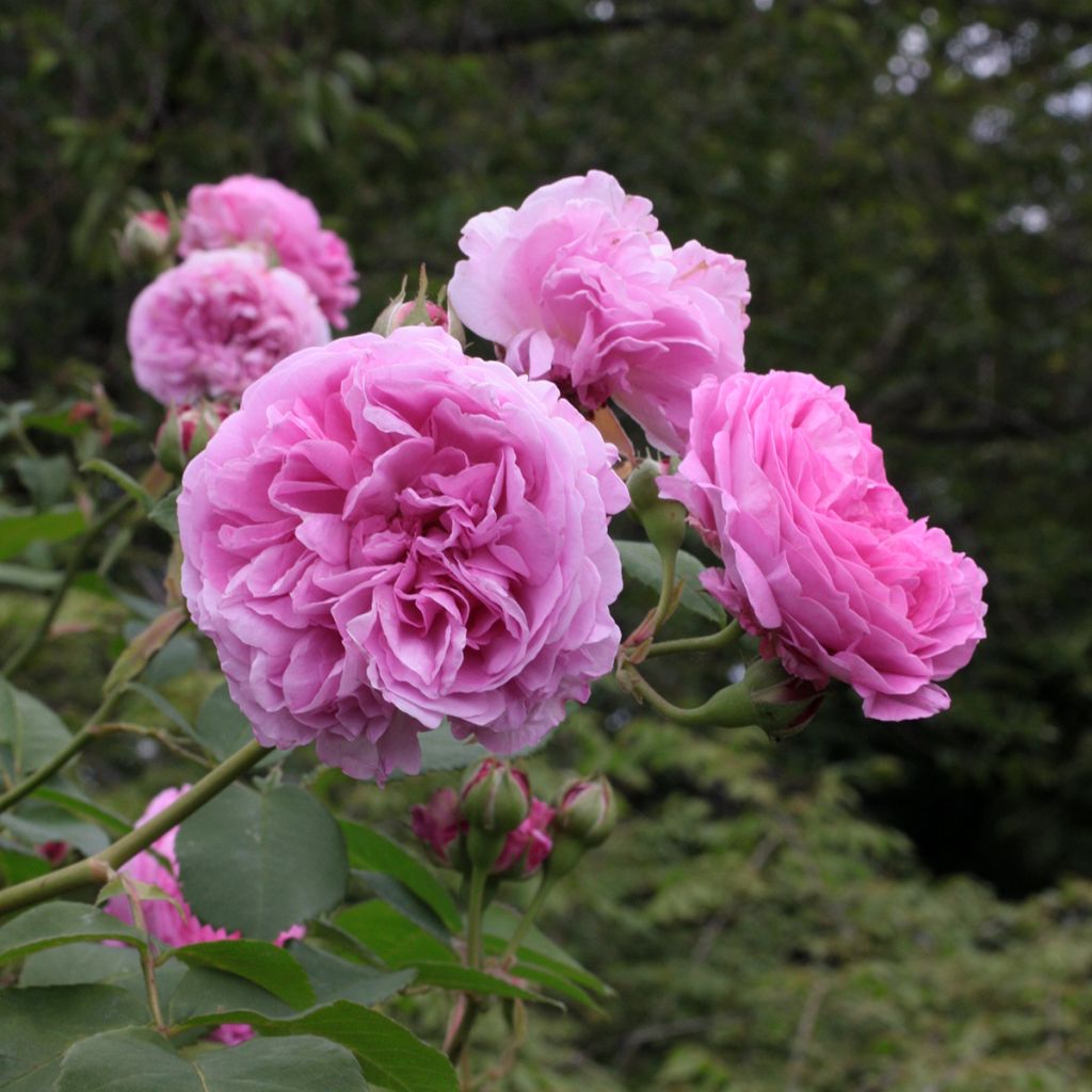 Rosa Louise Odier - Bourbon Rose