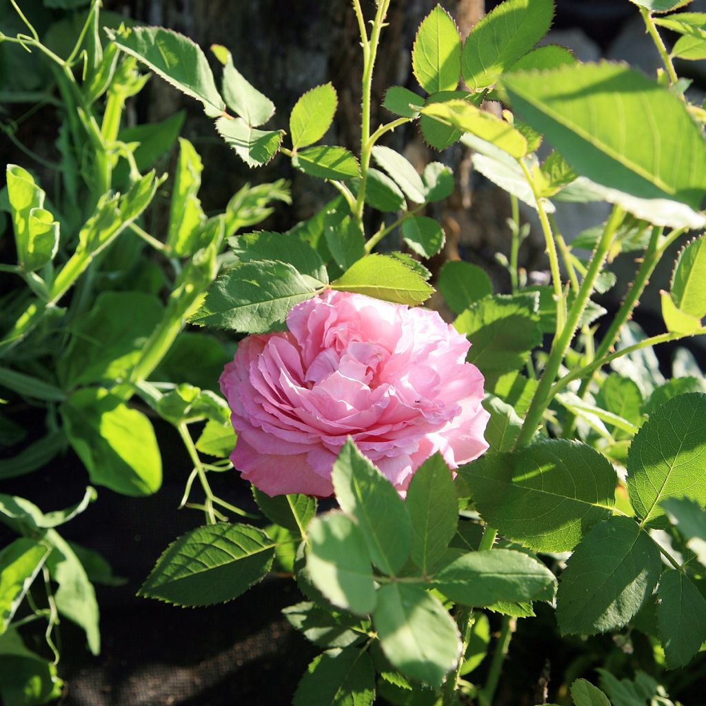 Rosa Louise Odier - Bourbon Rose