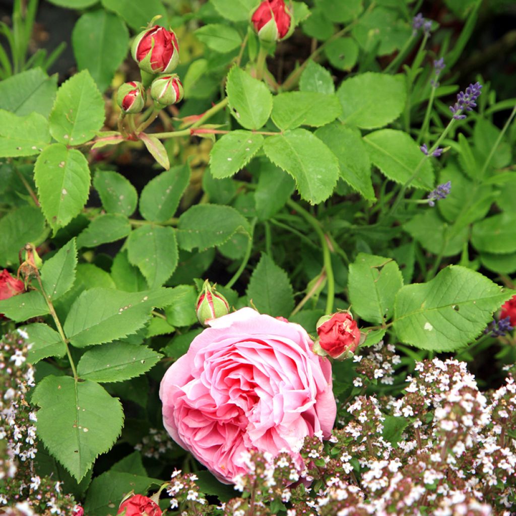Rosa Louise Odier - Bourbon Rose