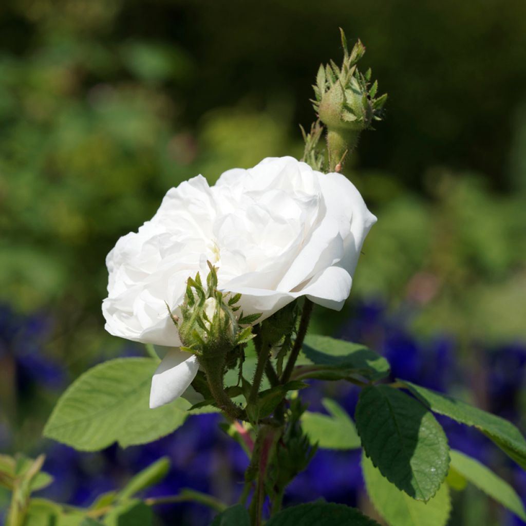 Rosa damascena Mme Hardy - Damask Rose