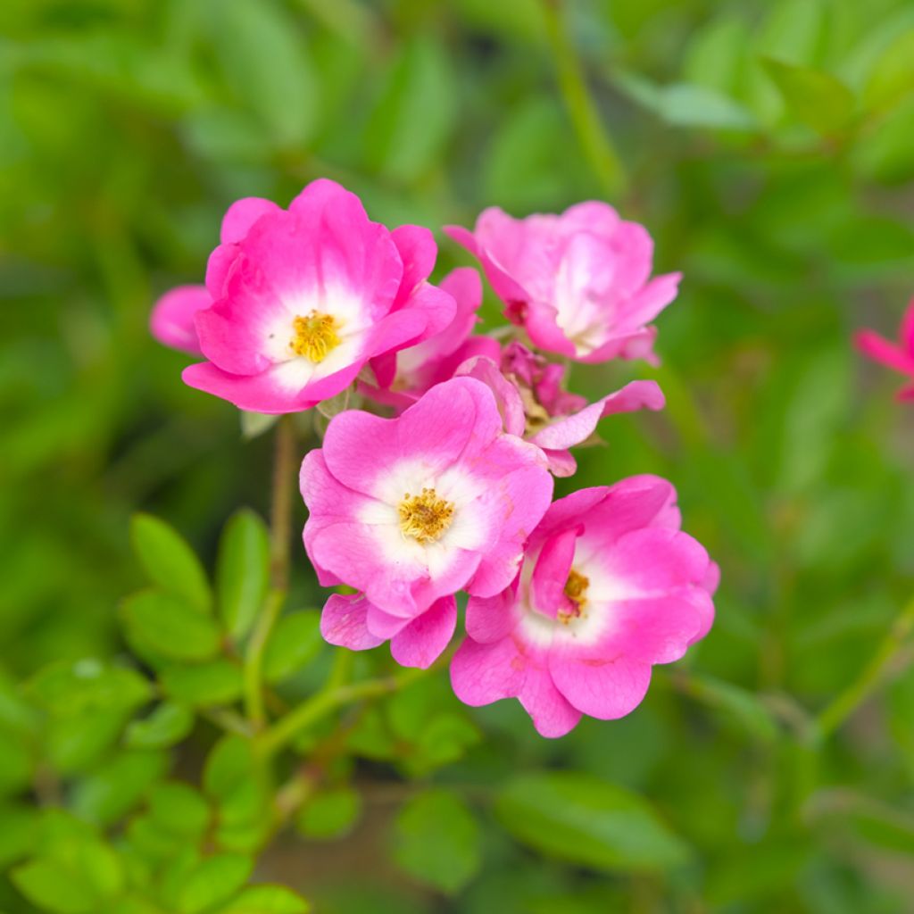 Rosa moschata Mozart - Musk Rose