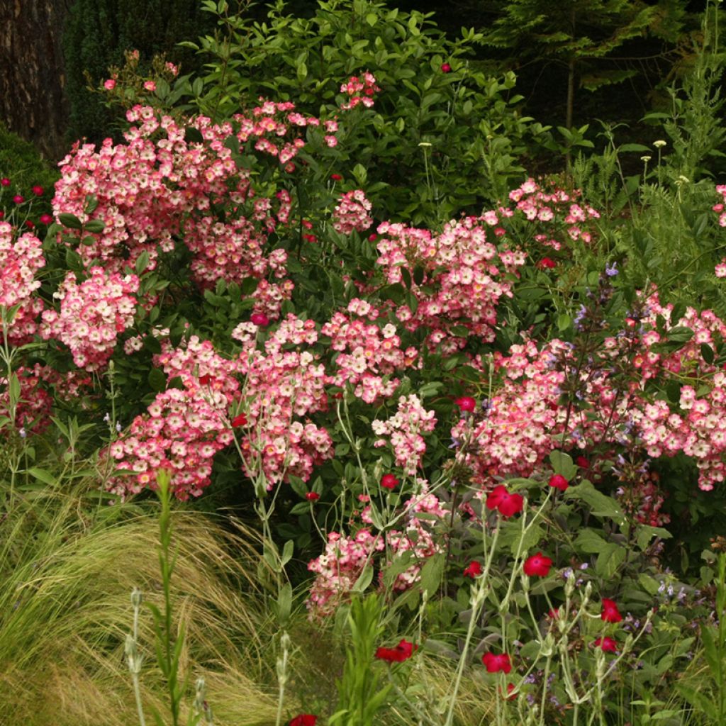 Rosa moschata Mozart - Musk Rose