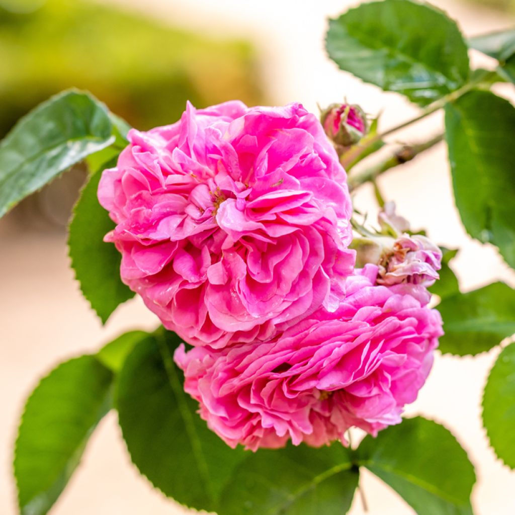Rosa Mrs John Laing