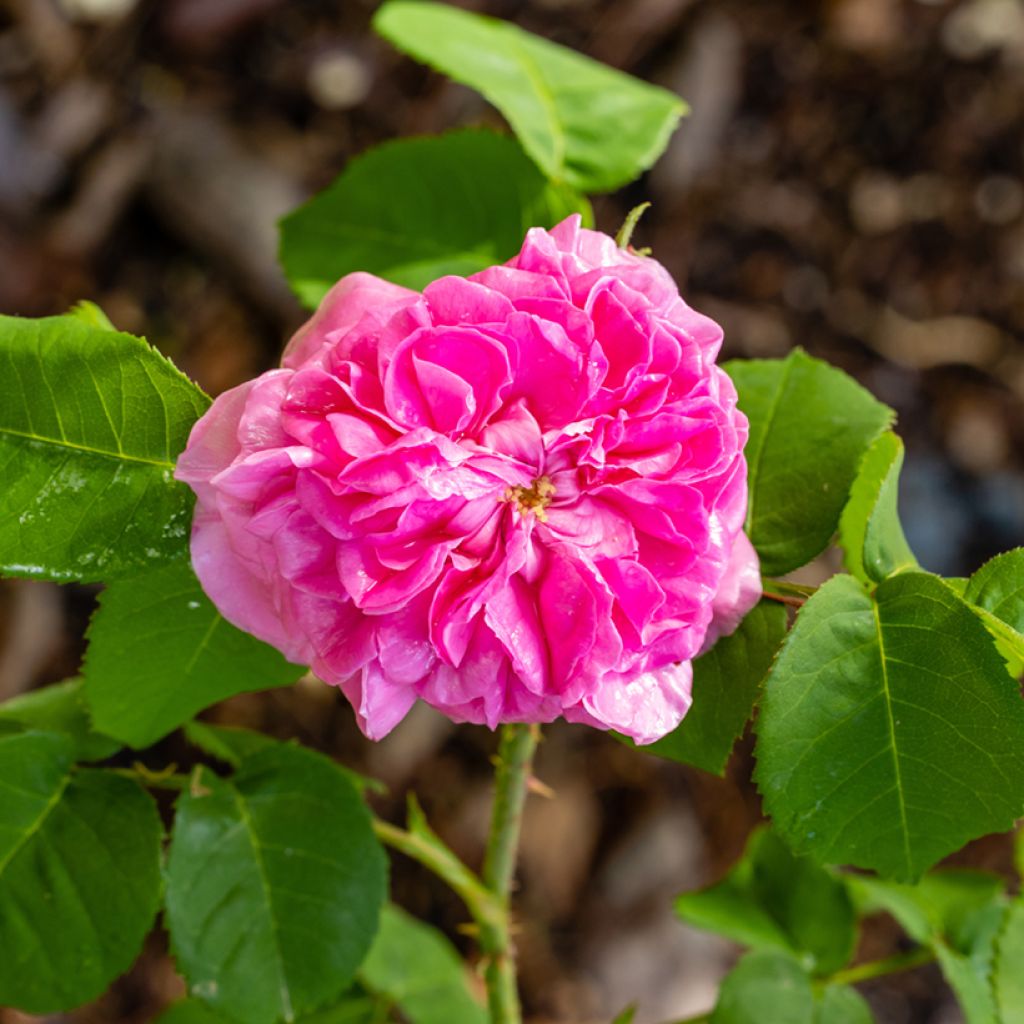 Rosa Mrs John Laing