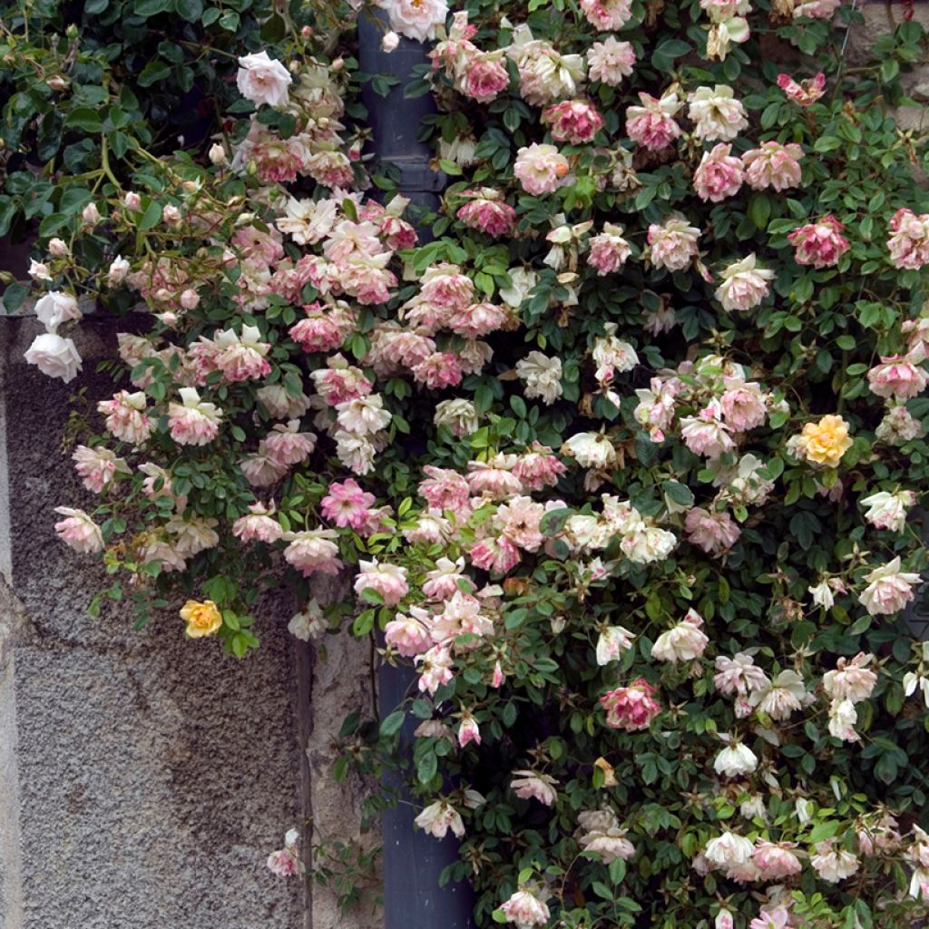 Rosa multiflora Phyllis Bide - Climbing Rose