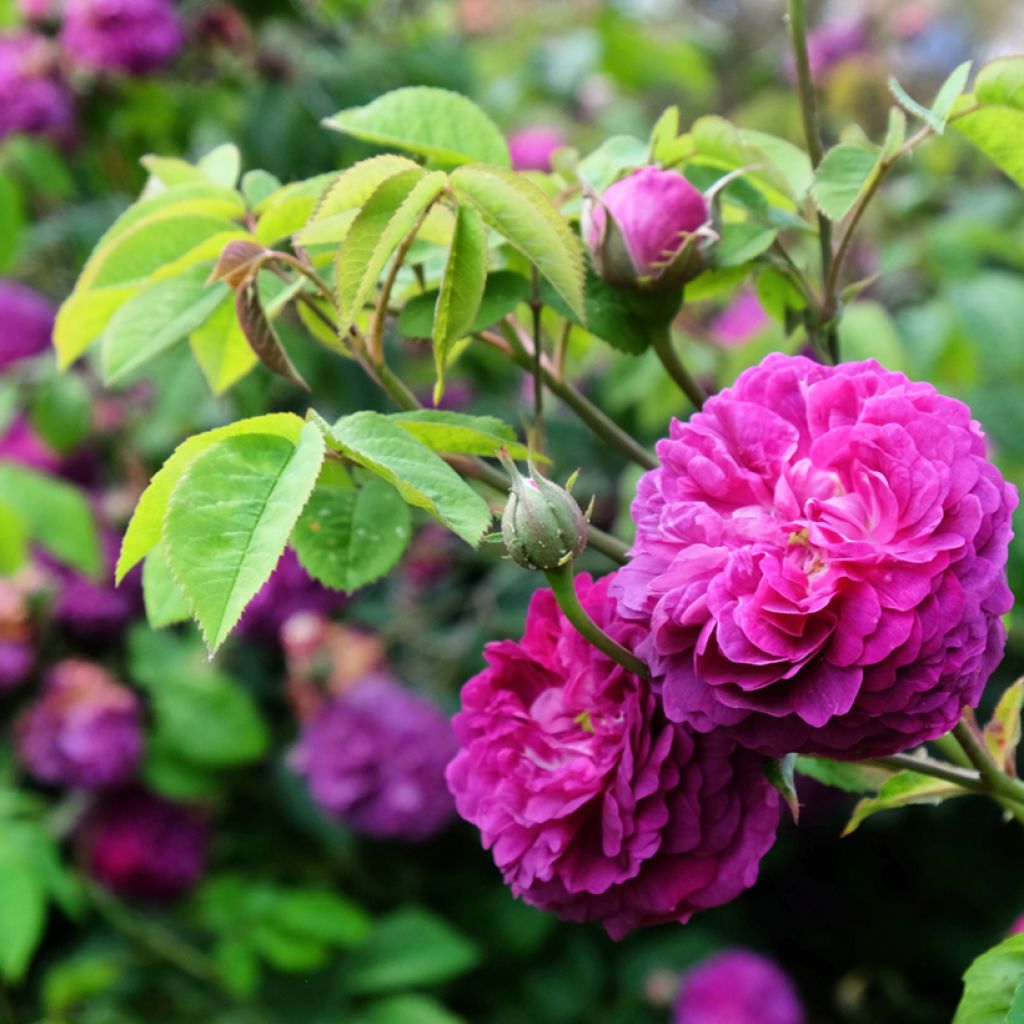 Rosa Reine des Violettes