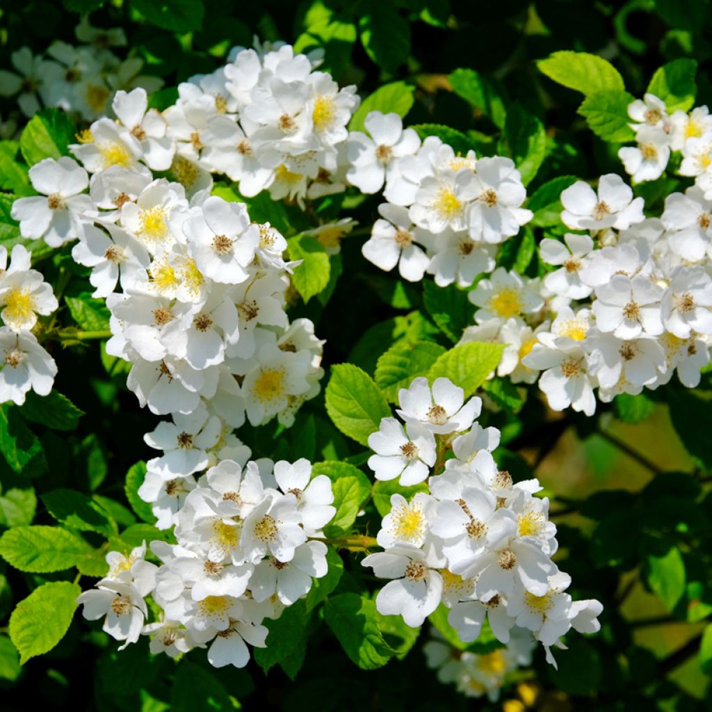Rosa Sally Holmes