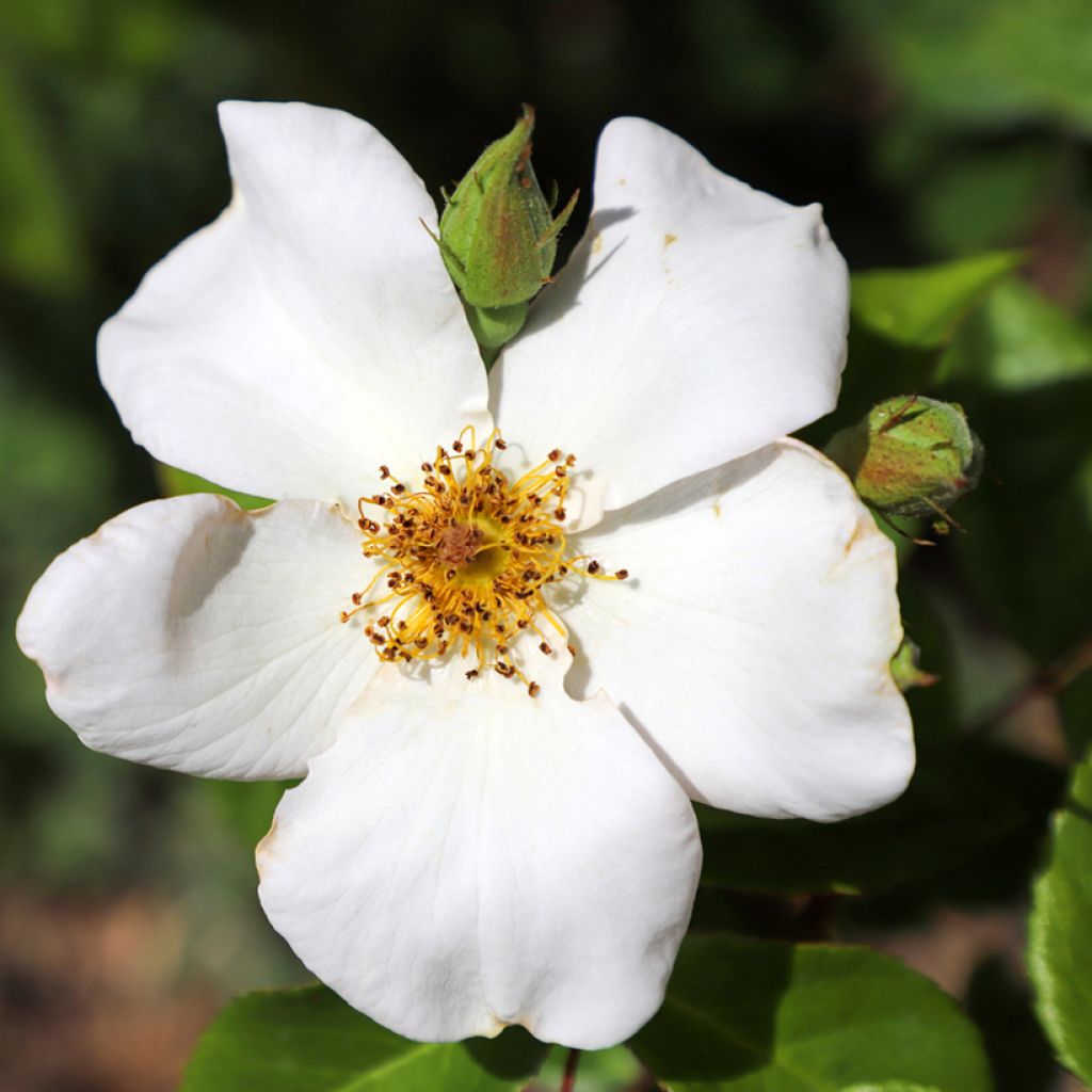 Rosa Sally Holmes