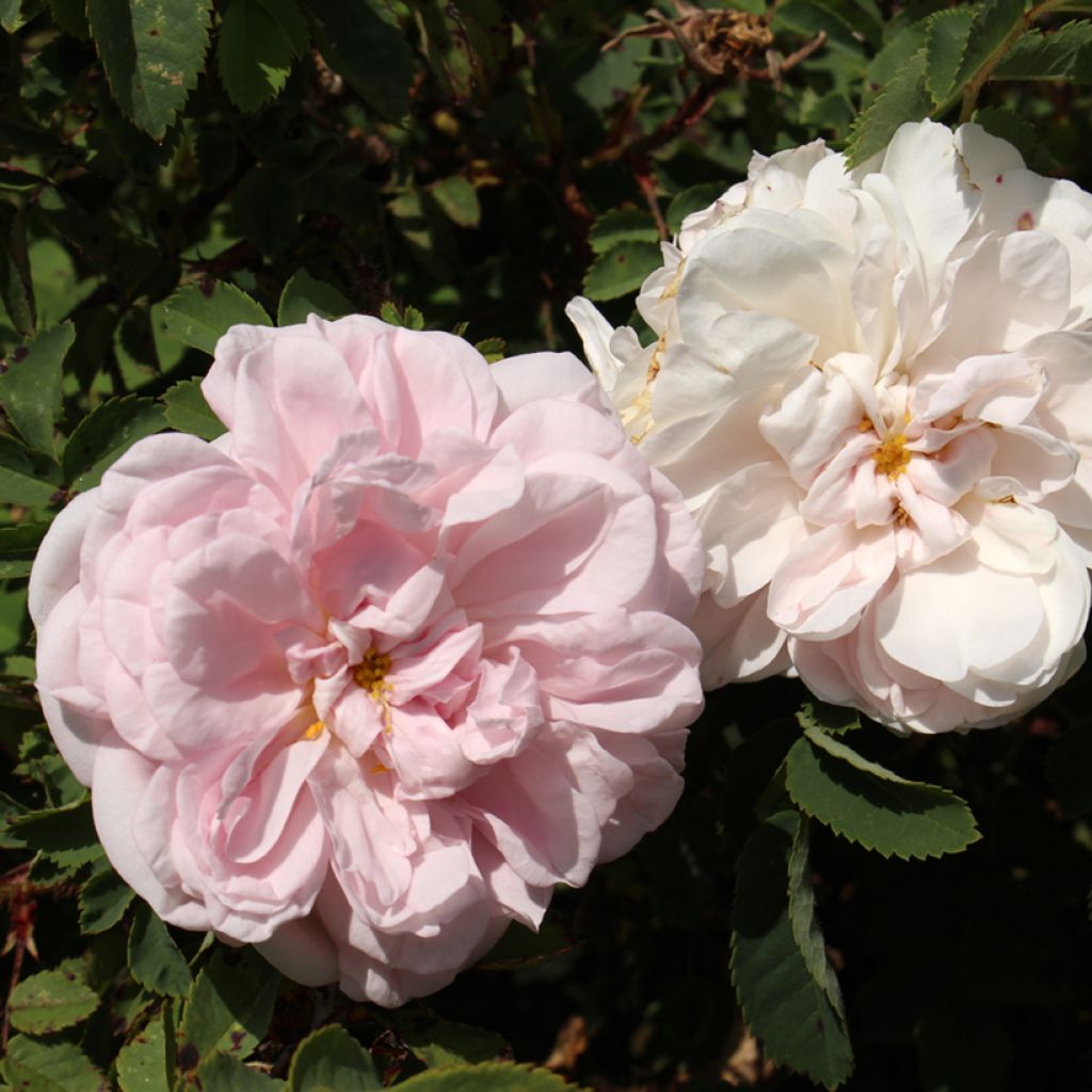 Rosa Stanwell Perpetual