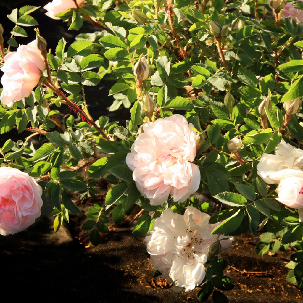 Rosa Stanwell Perpetual