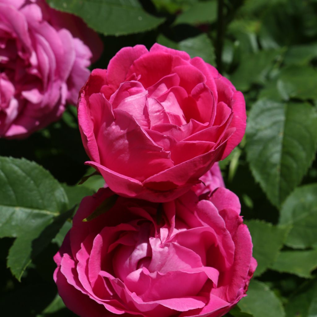 Rosa Ulrich Brunner Fils