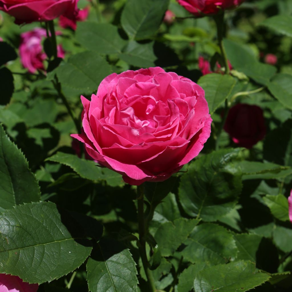Rosa Ulrich Brunner Fils