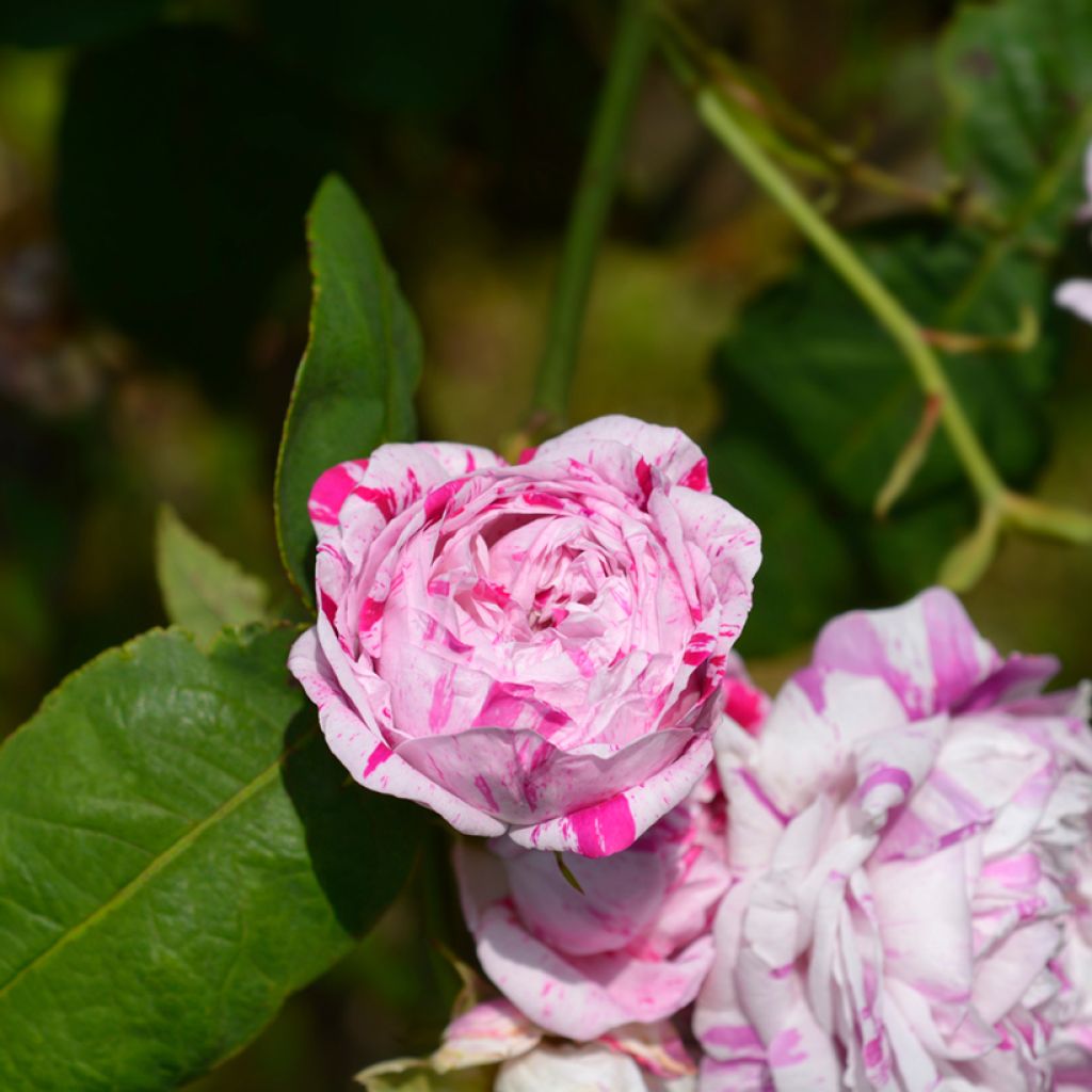 Rosa Bourbon Variegata di Bologna- Bourbon Rose