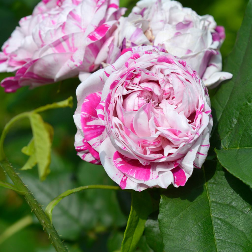 Rosa Bourbon Variegata di Bologna- Bourbon Rose