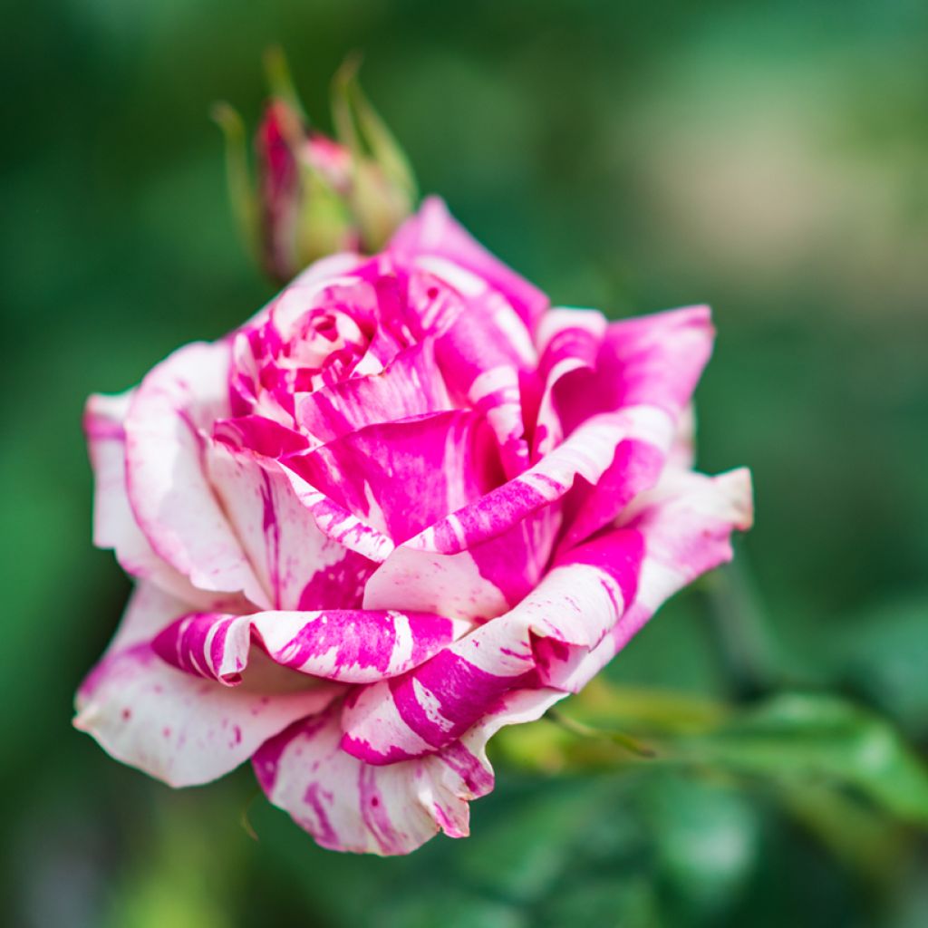 Rosa Bourbon Variegata di Bologna- Bourbon Rose