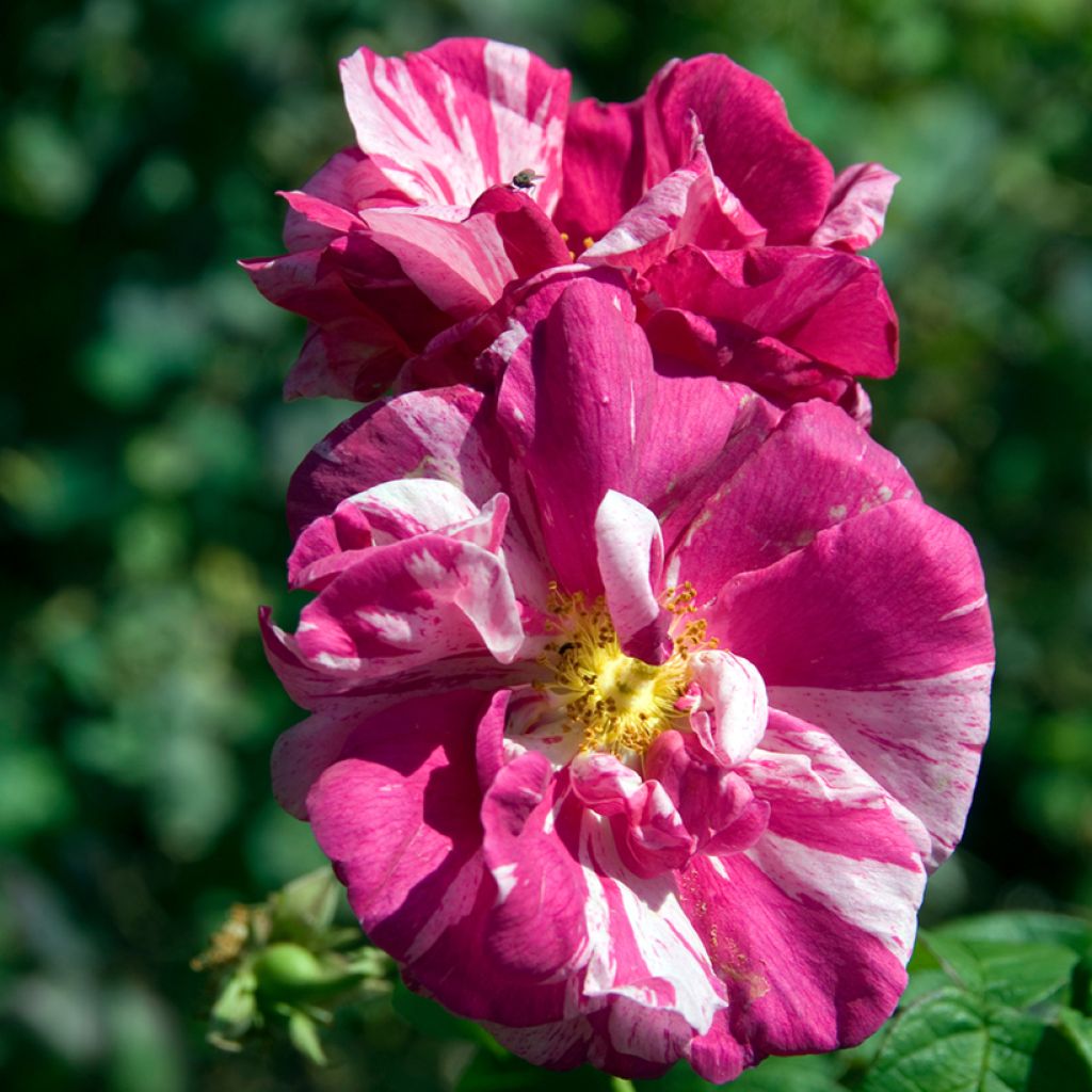Rosa gallica Versicolor - Old Gallic Rose