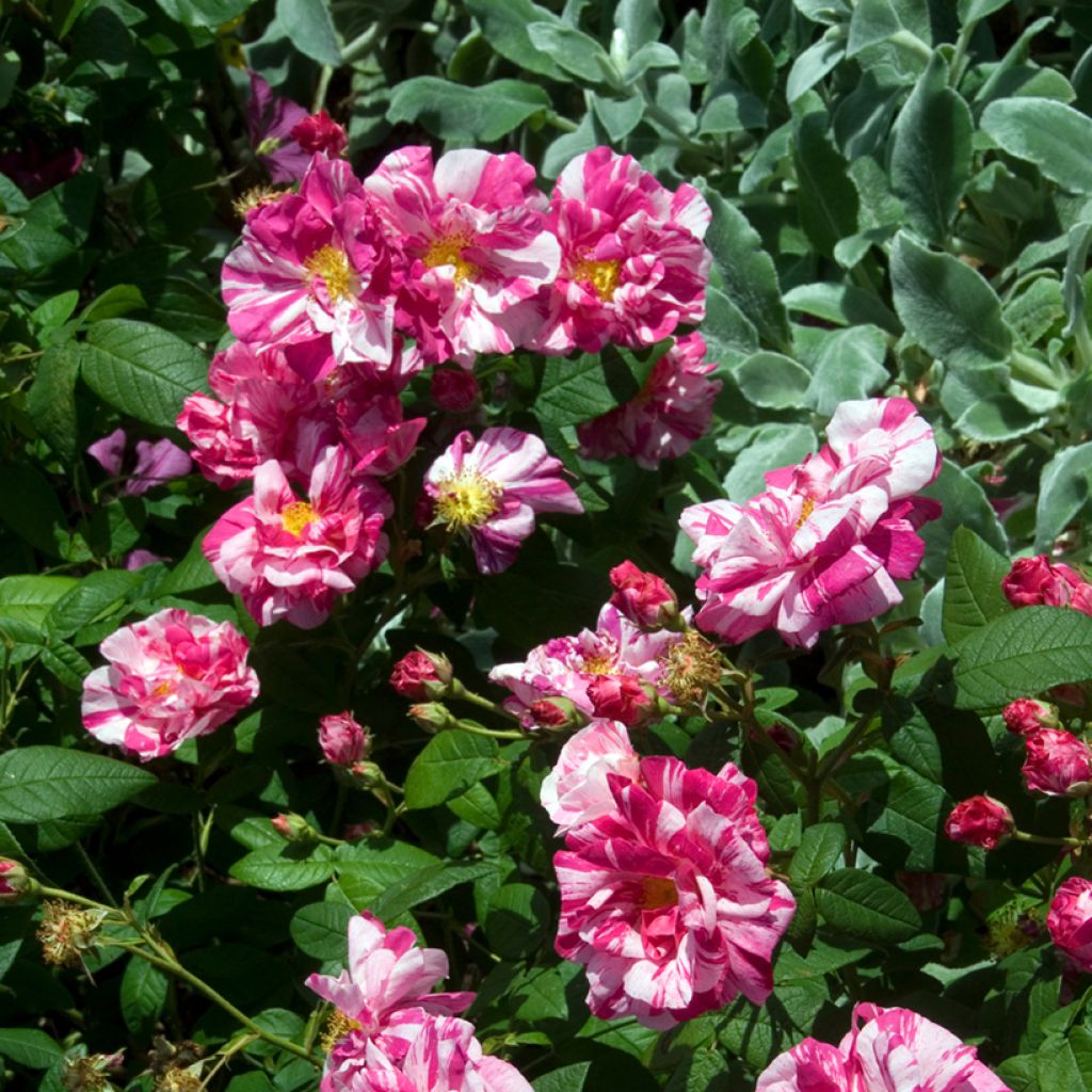 Rosa gallica Versicolor - Old Gallic Rose