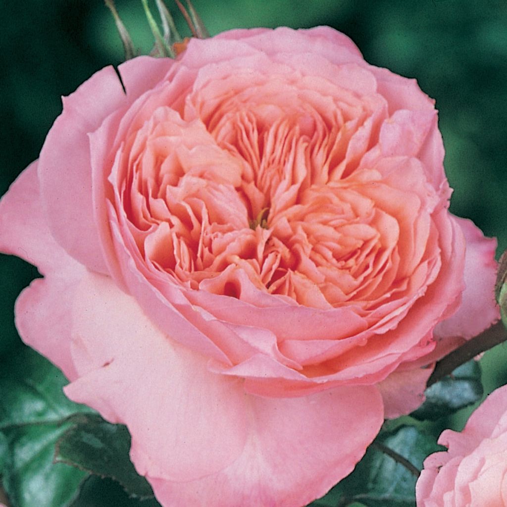 Rosier anglais English Legend Rose de Cornouaille