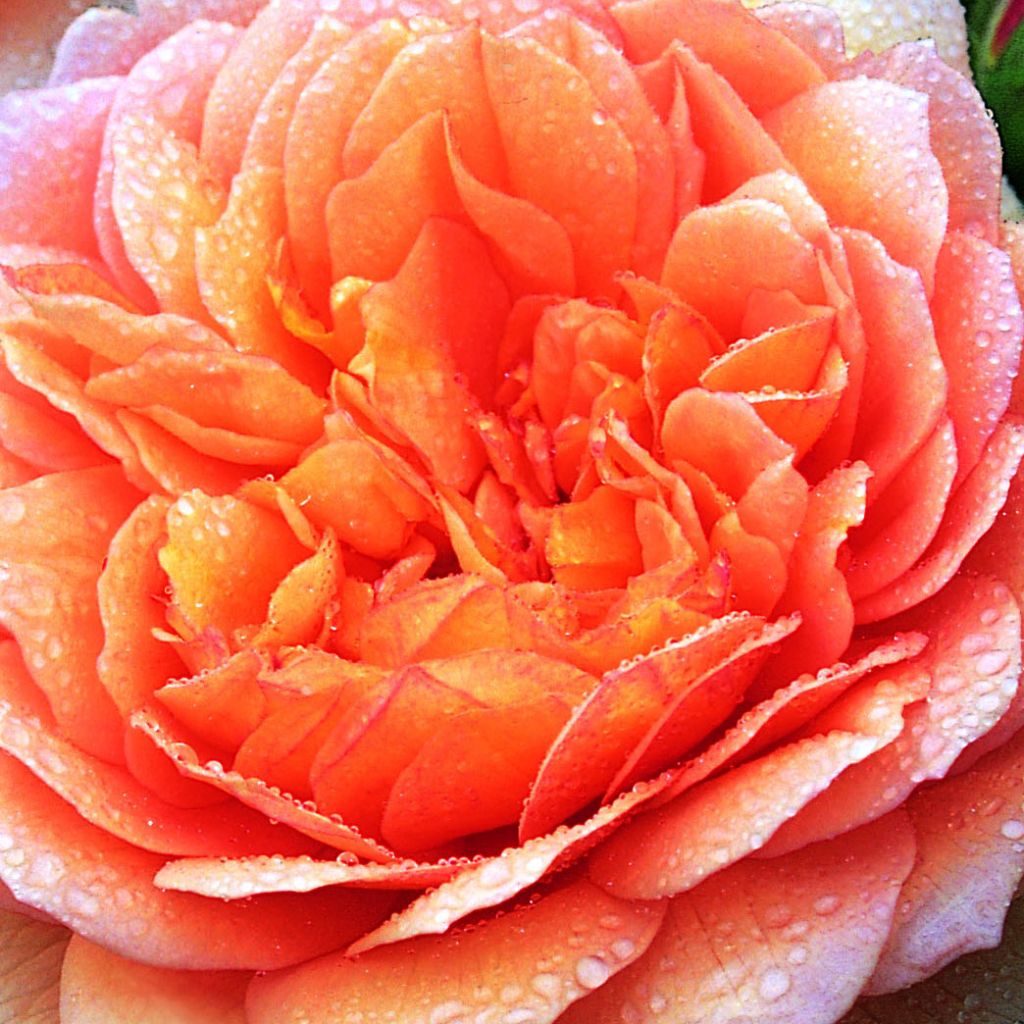 Rosa Grace - English Rose