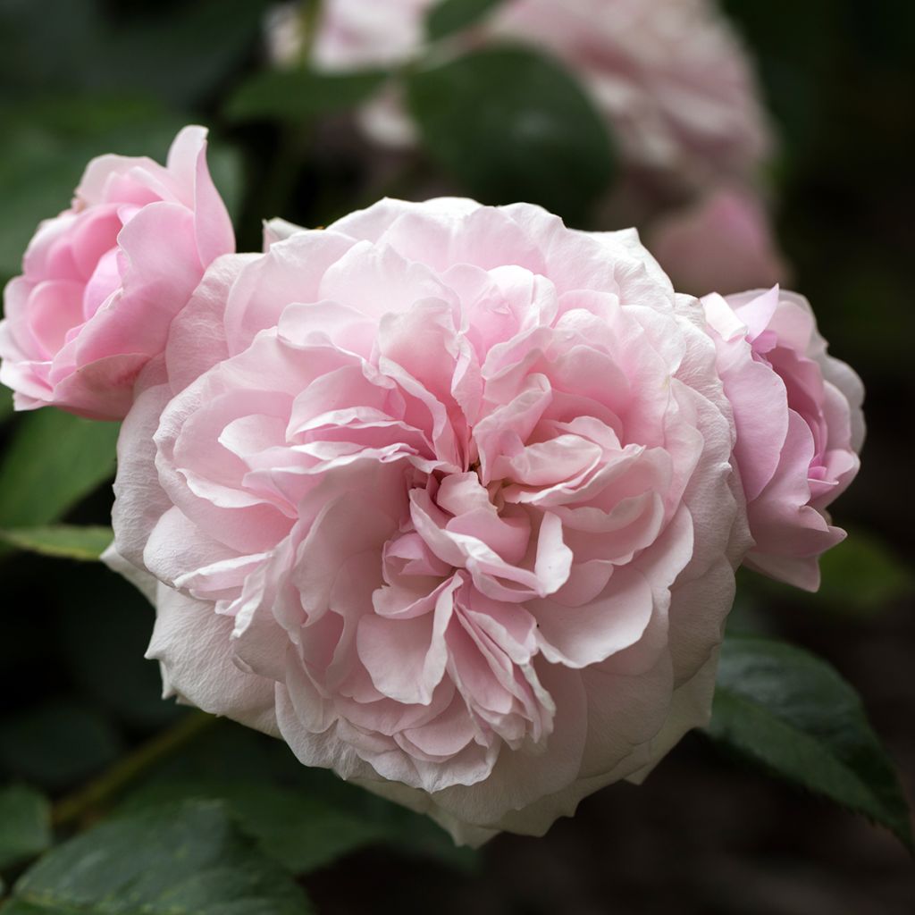 Rosa Elisabeth- English Rose