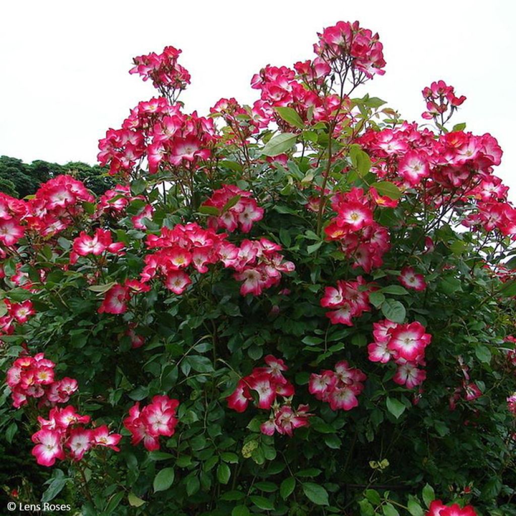 Rosa x floribunda 'Bukavu' - Shrub Rose