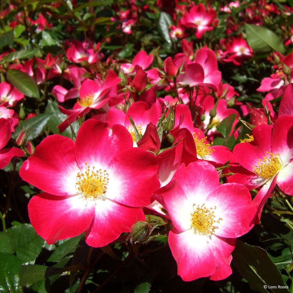 Rosa x floribunda 'Bukavu' - Shrub Rose