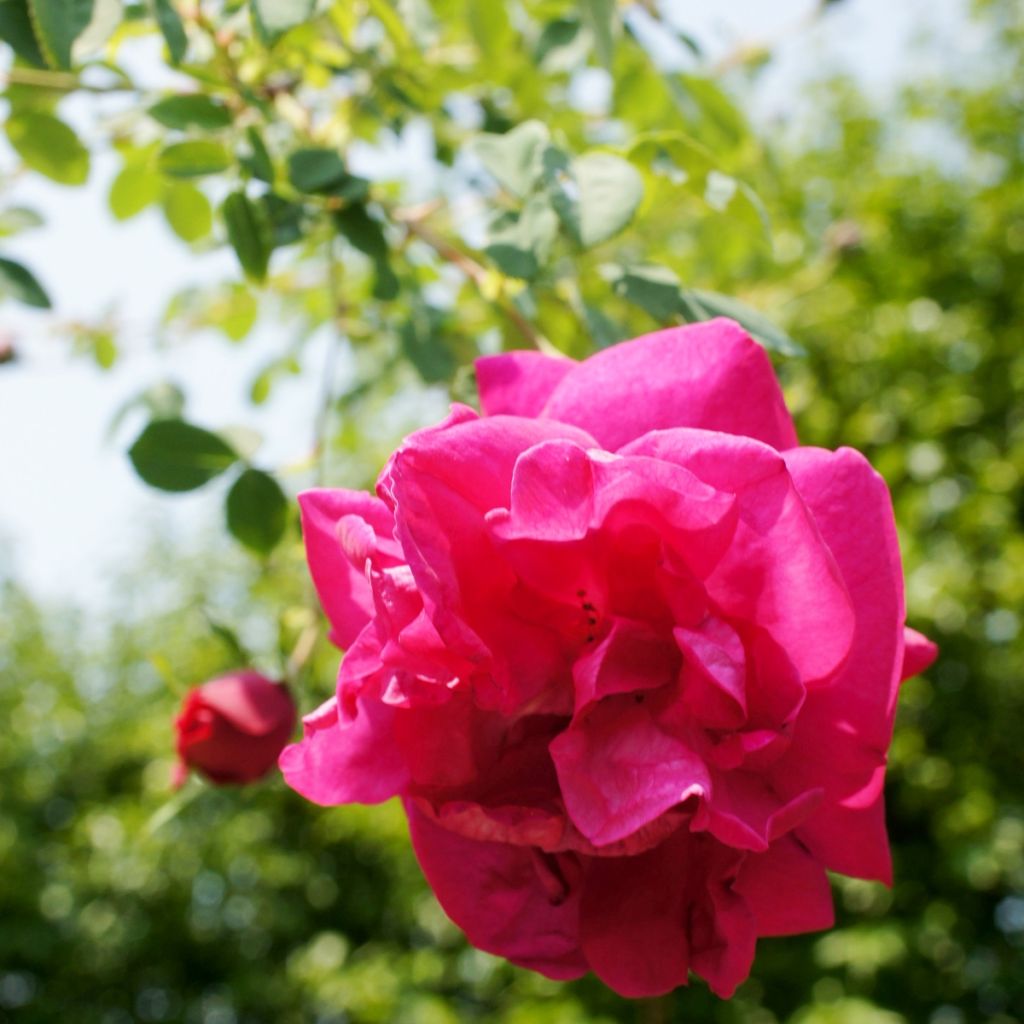 Rosier arbustif Cerise Bouquet