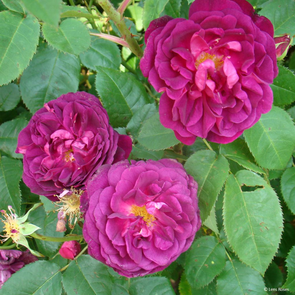 Rosa gallica officinalis Etoile Pourpre - Old Gallic Rose