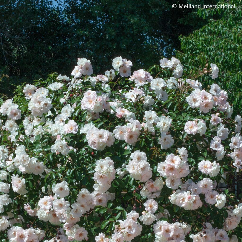 Rosa 'Meivahyn' ICE MEILLANDECOR® - Rosier Ice Meillandécor, Rosier Ice Meidiland