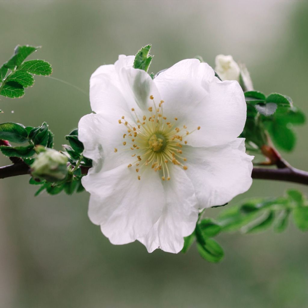 Rosa Nevada