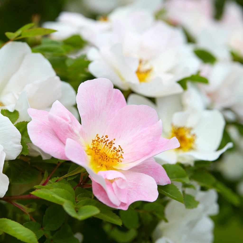 Rosa Nevada