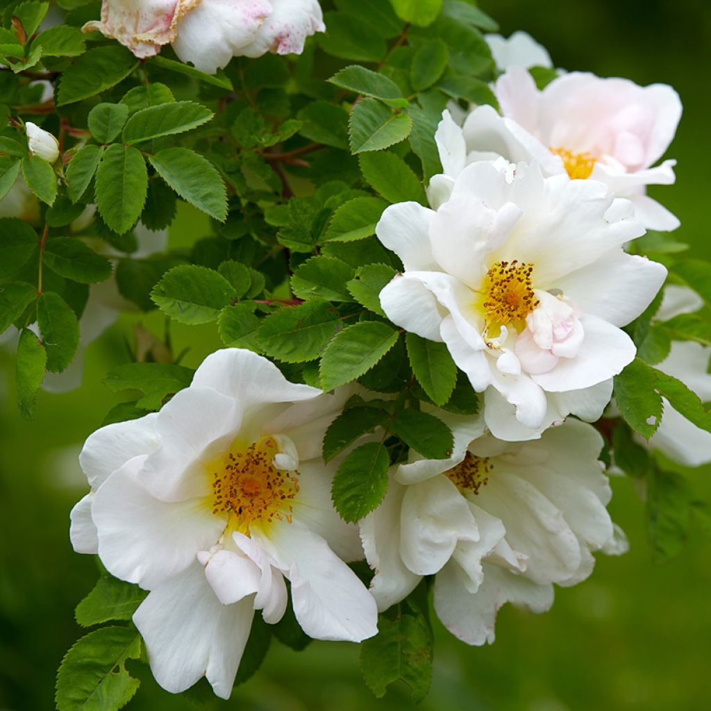 Rosa Nevada