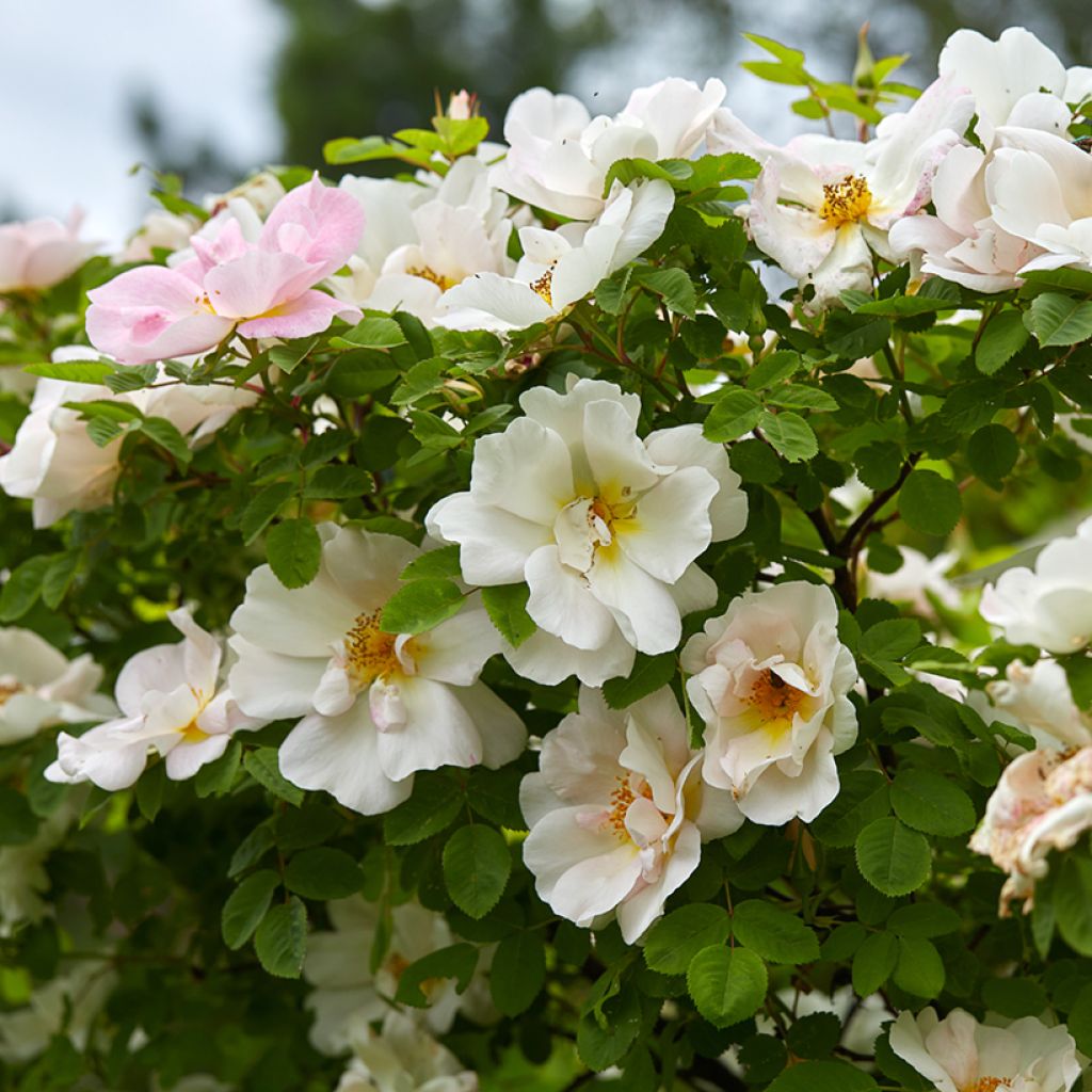 Rosa Nevada
