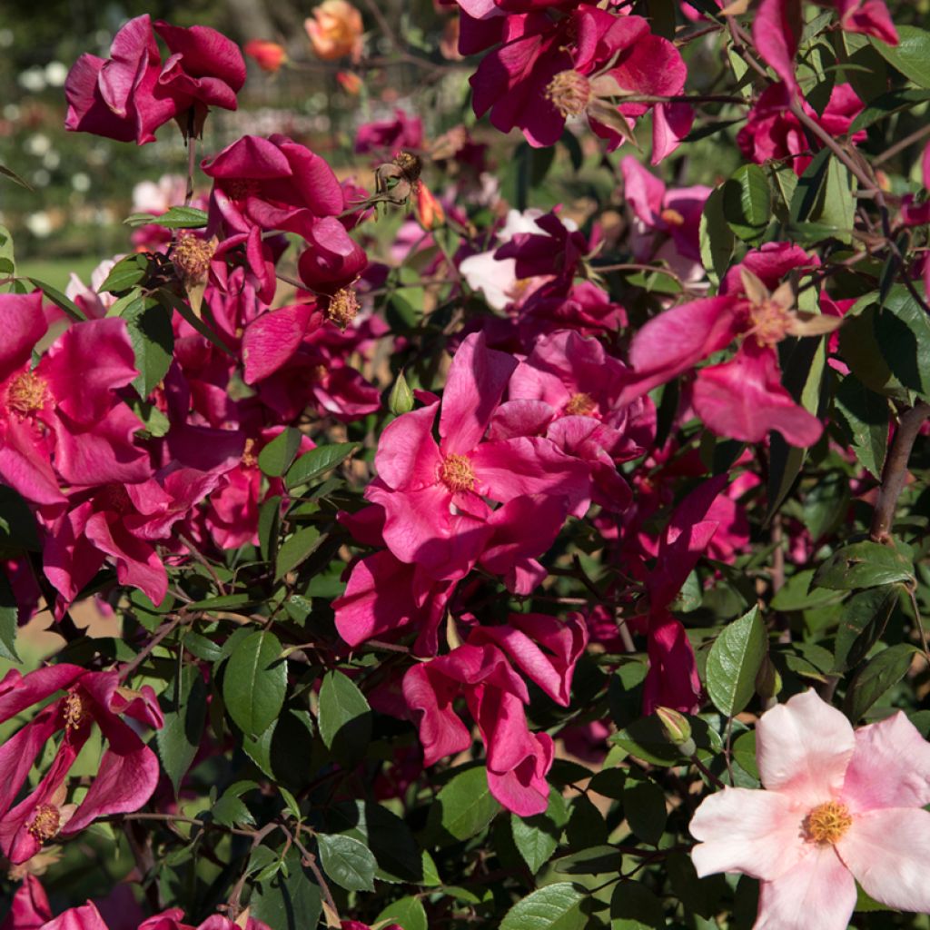 Rosa x chinensis 'Mutabilis' - China Rose