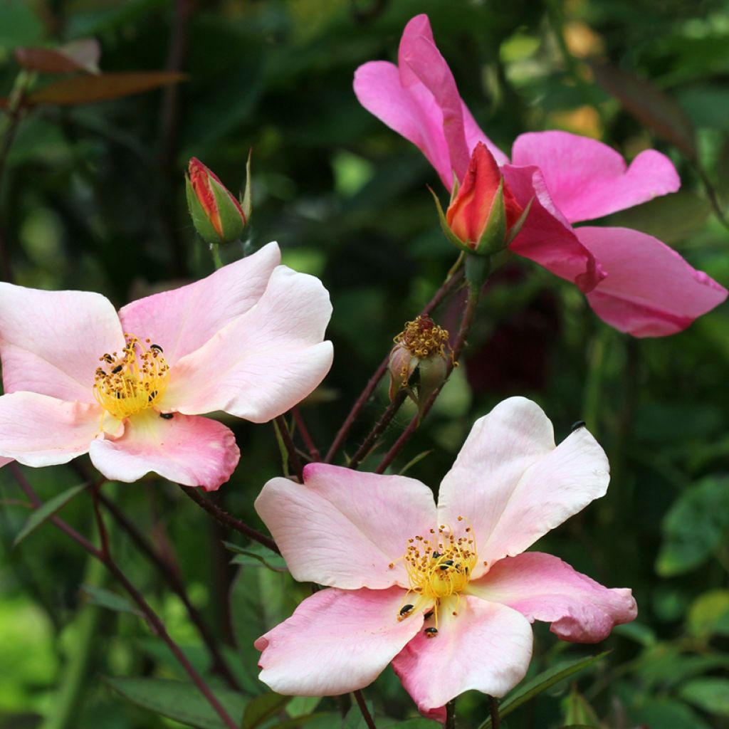 Rosa x chinensis 'Mutabilis' - China Rose