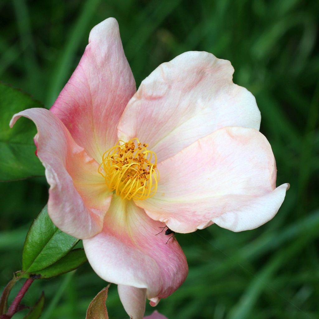 Rosa x chinensis 'Mutabilis' - China Rose
