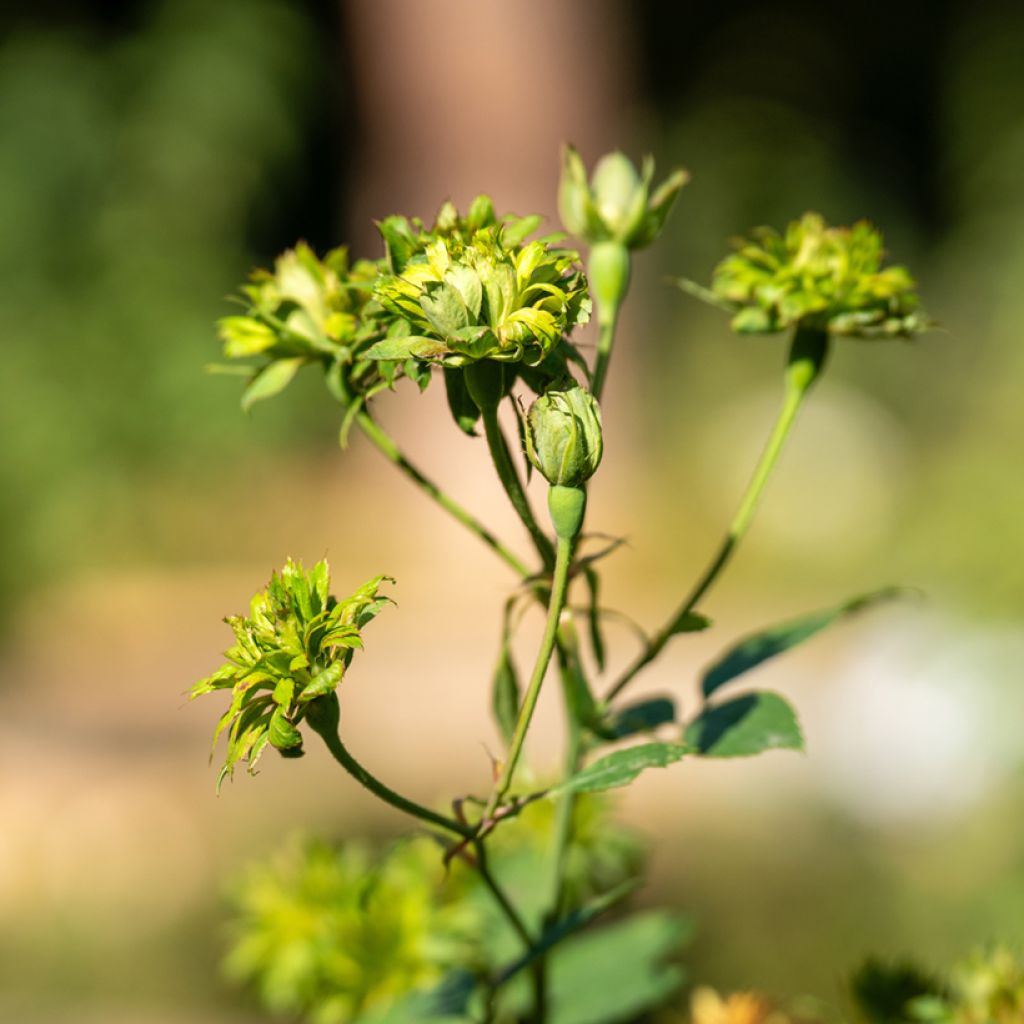Rosa chinensis Viridiflora - Shrub Rose