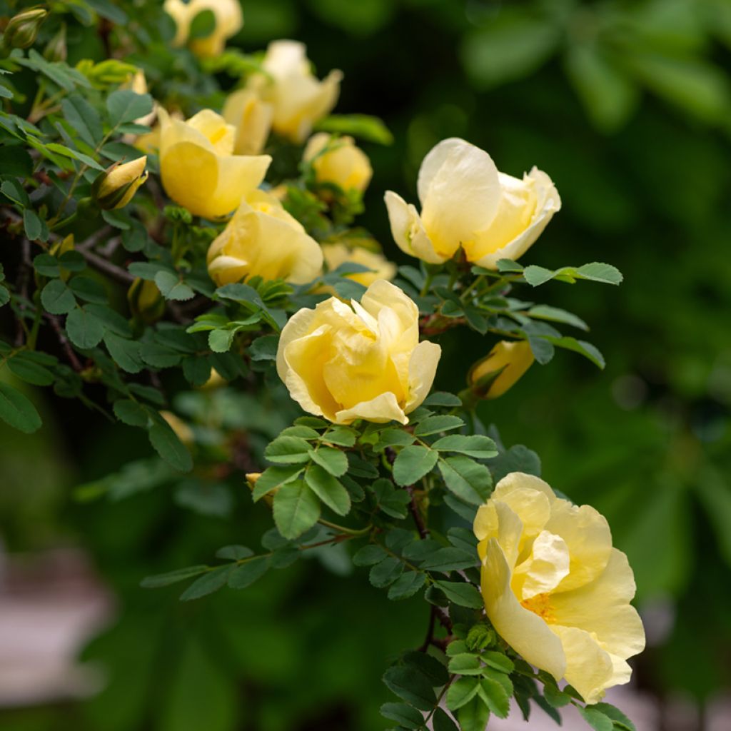 Rosa hugonis