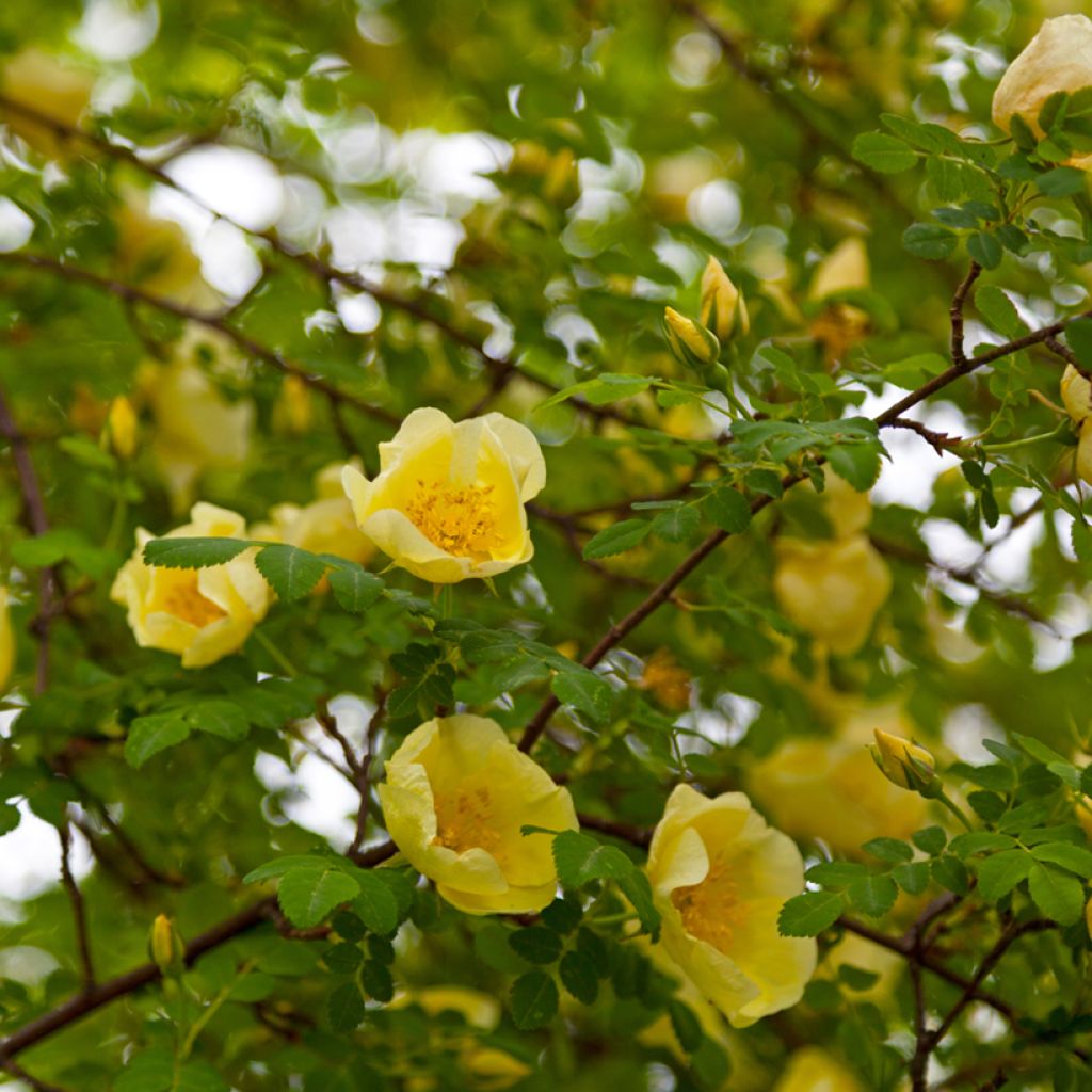 Rosa hugonis