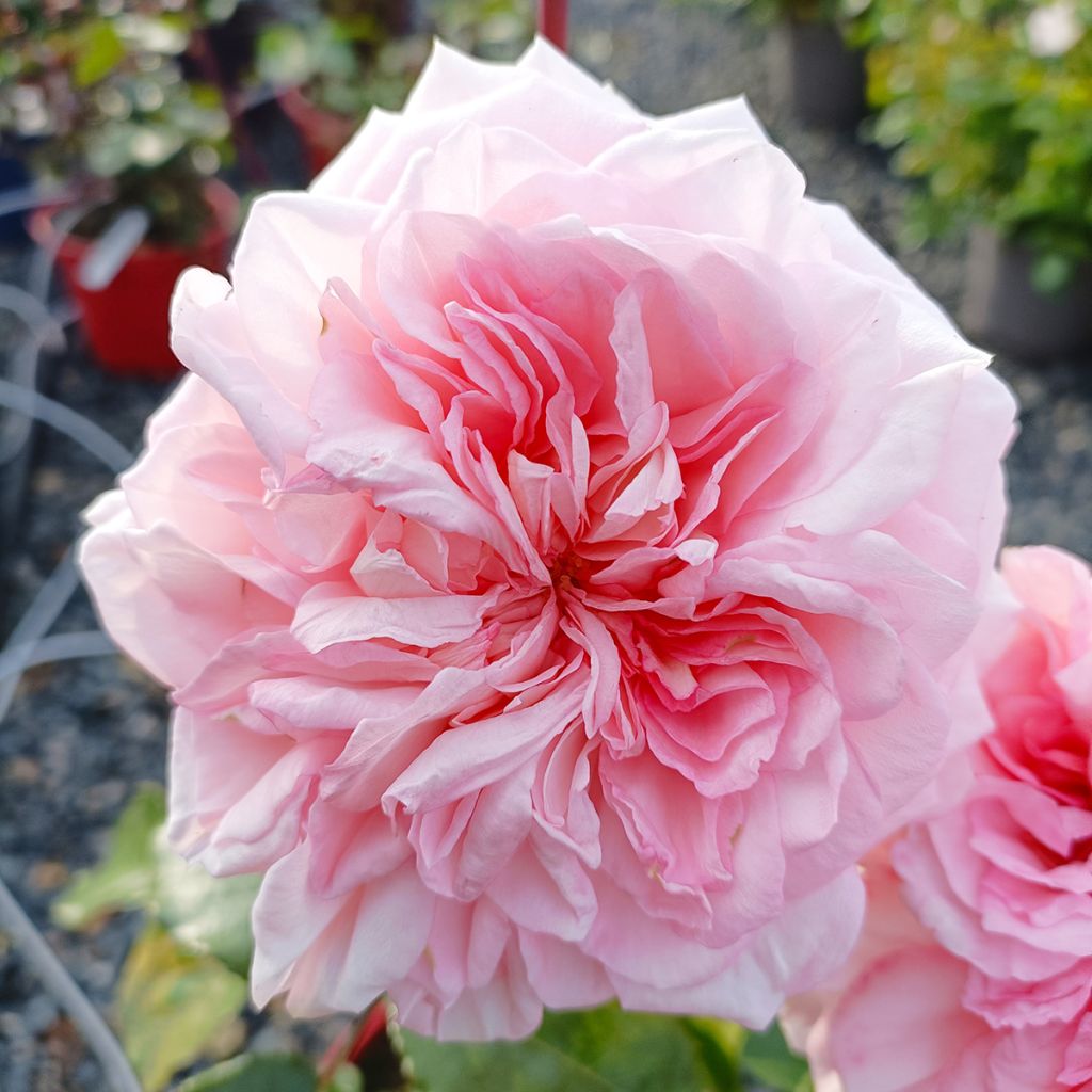 Rosa Savannah - Modern hybrid tea