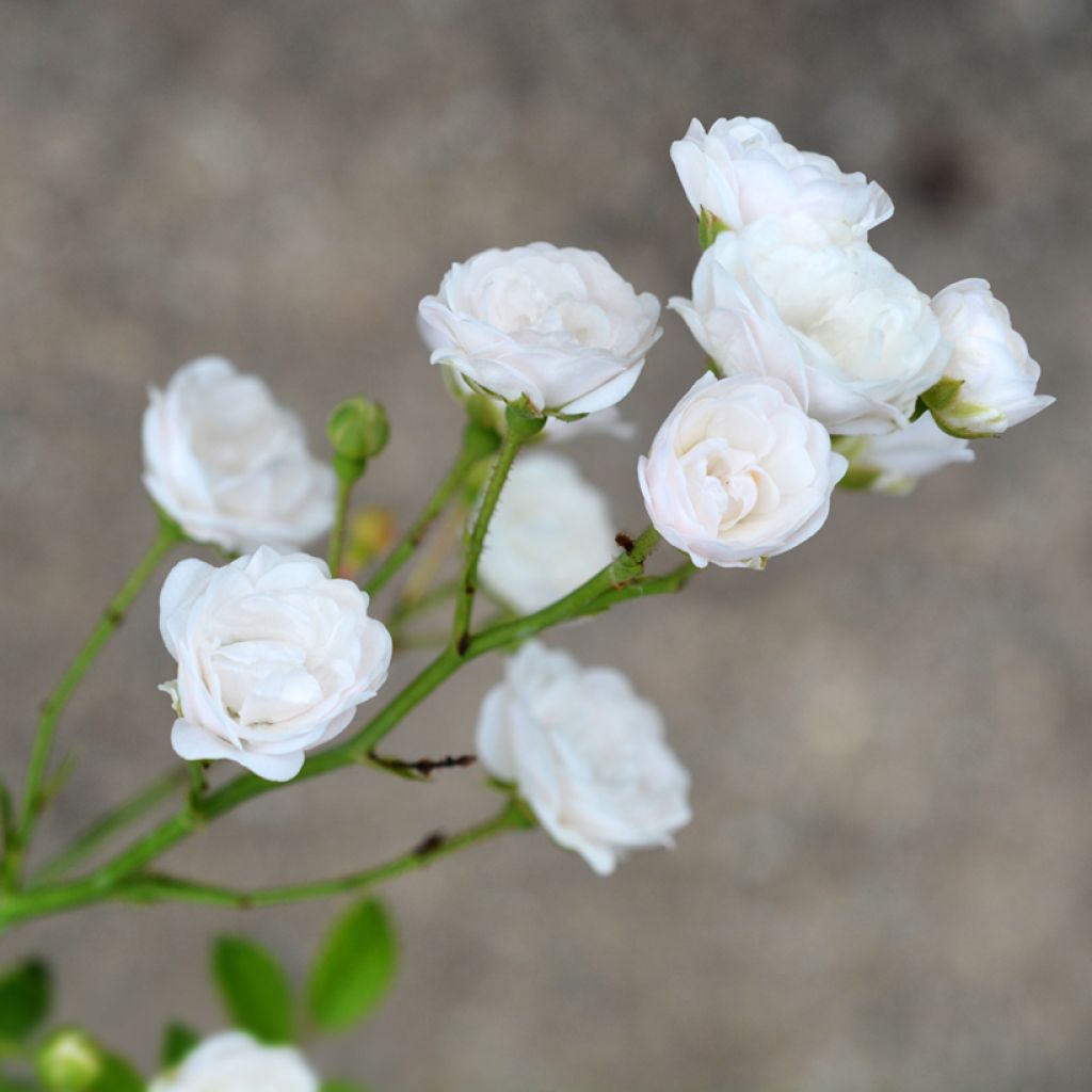 Rosa Crystal Fairy - Groundcover Rose