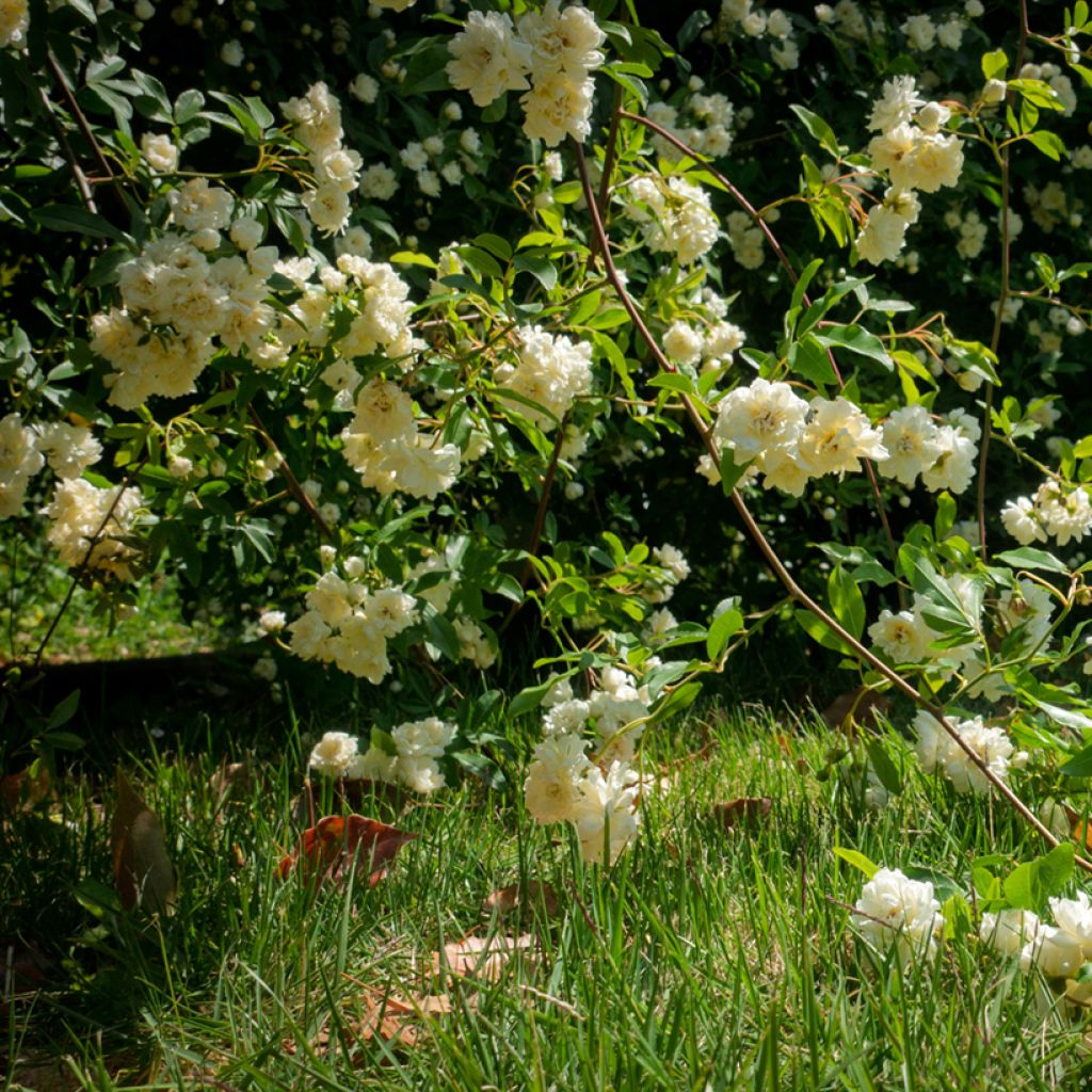 Rosa banksiae 'Lutea' - Rambling Rose