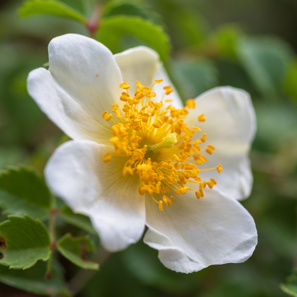 Rosa arvensis - Field Rose