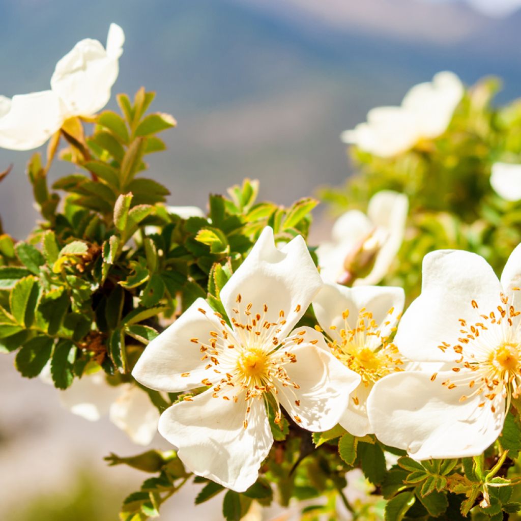 Rosa arvensis - Field Rose