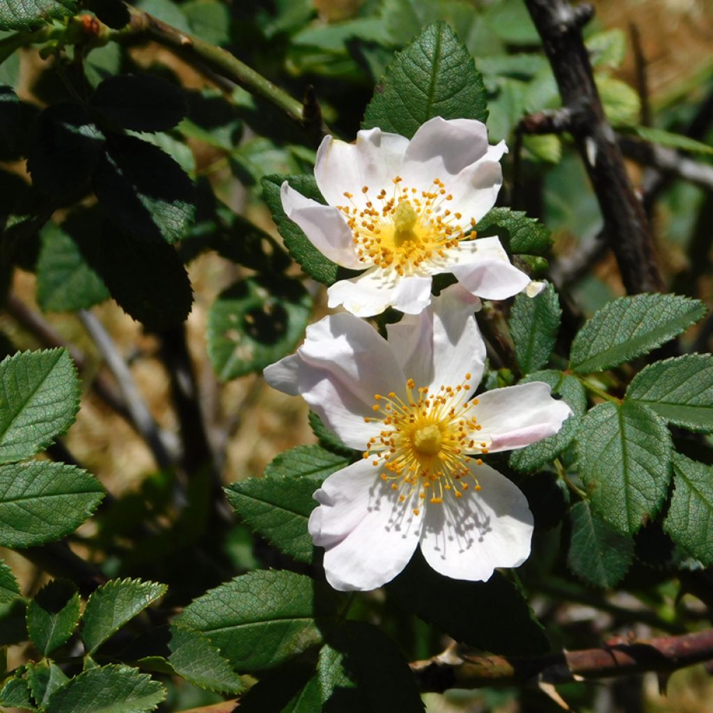 Rosa arvensis - Field Rose