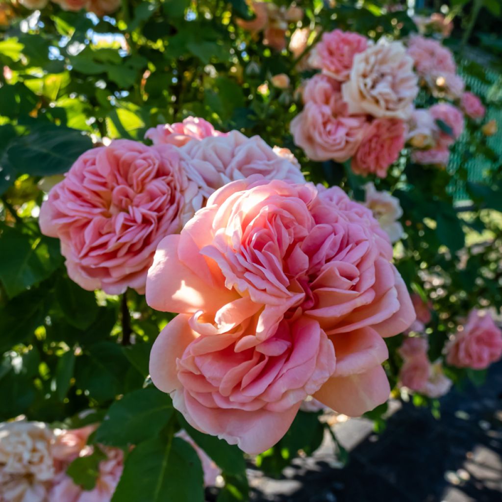 Rosa 'Alchymist'
