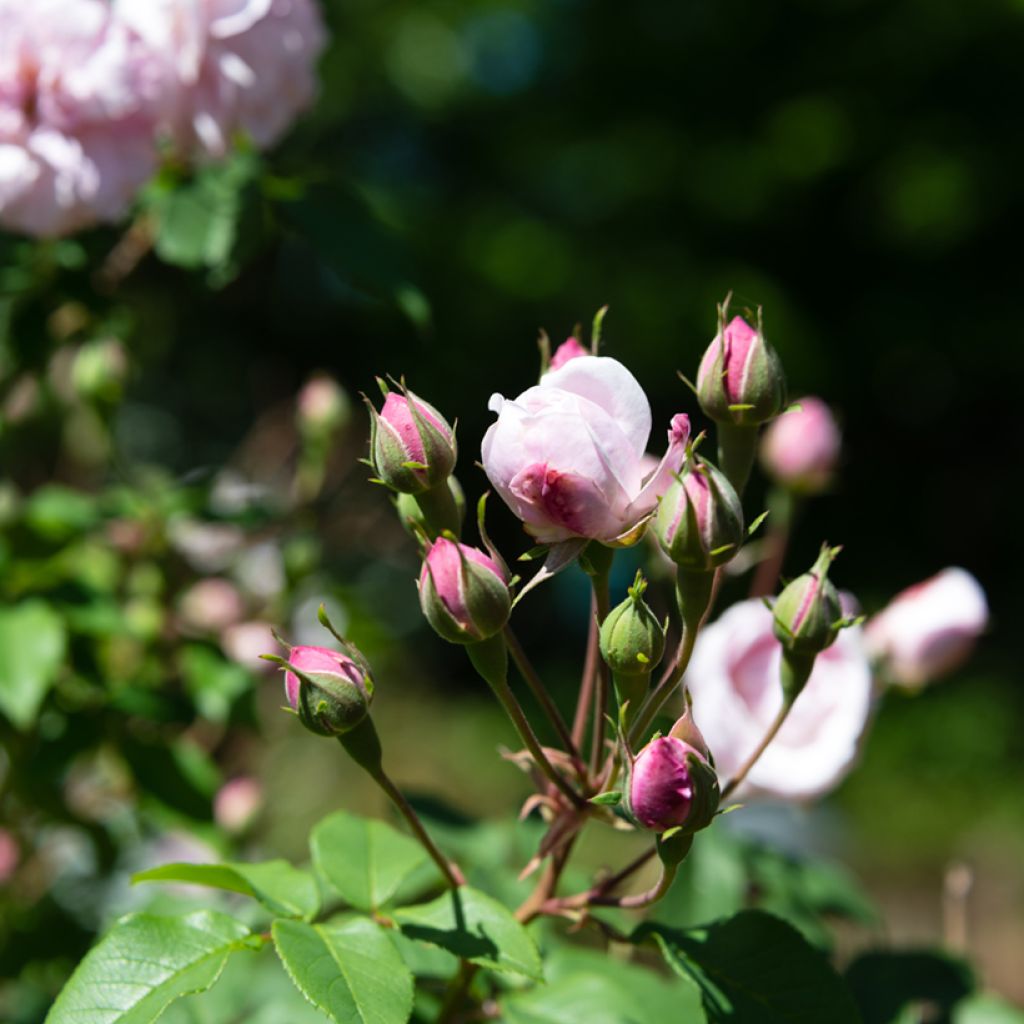 Rosa Blush Noisette - Climbing Rose
