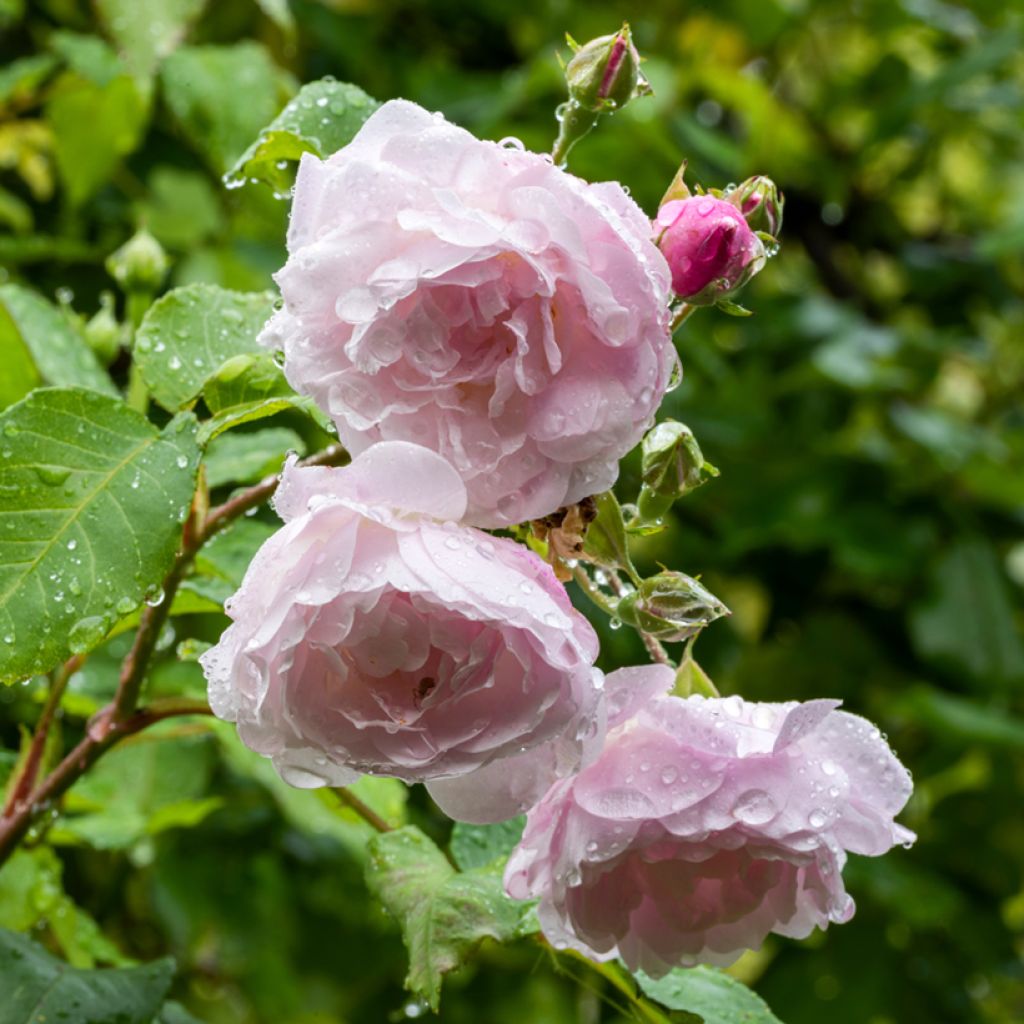 Rosa Blush Noisette - Climbing Rose