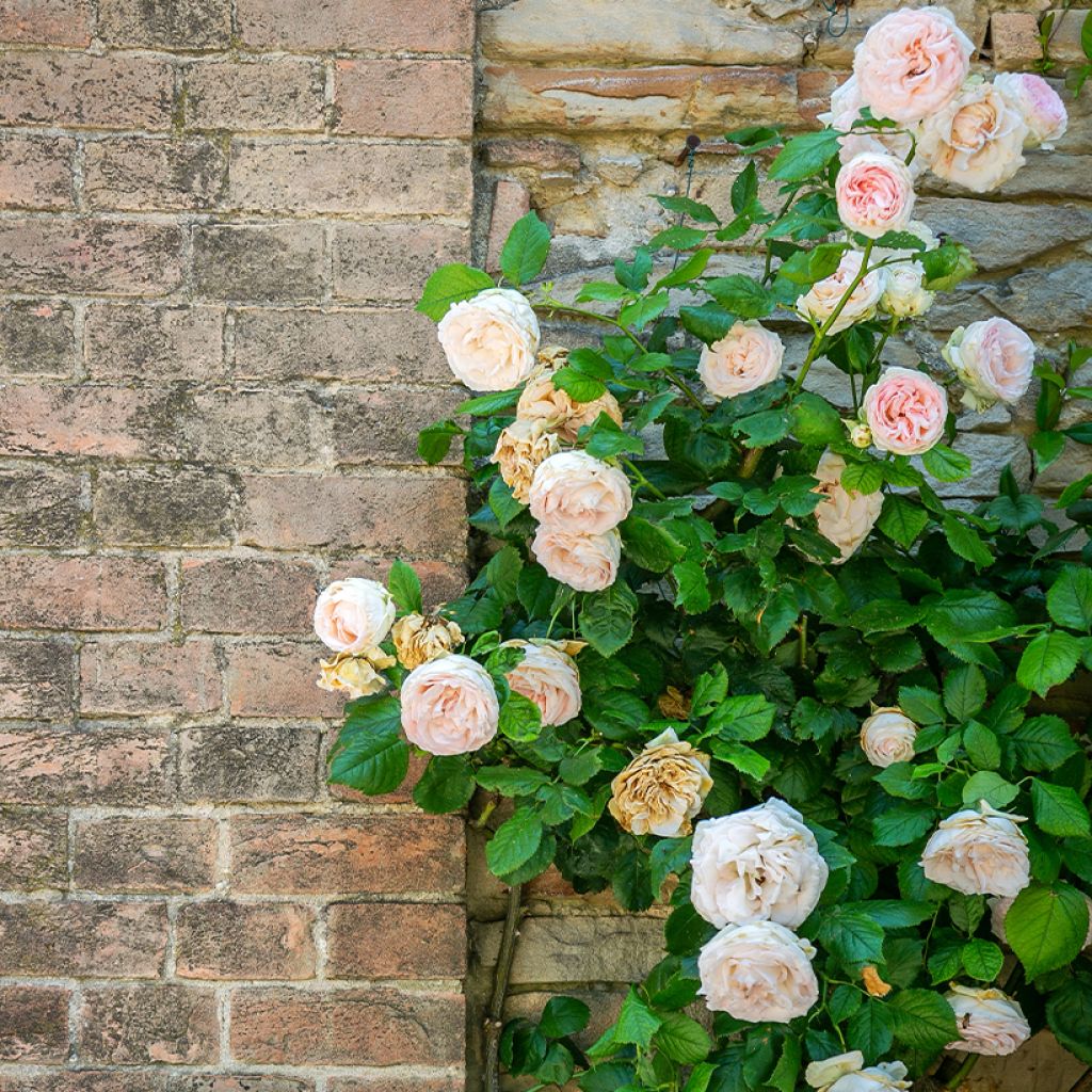 Rosa Blush Noisette - Climbing Rose